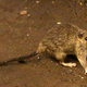 Image for article titled New York City's Displaced Rat Population Simply Cannot Wait to Give You the Bubonic Plague